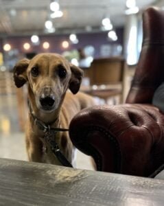 Dog Friendly Believe If You Love Customers, You Should Also Love Their Dogs