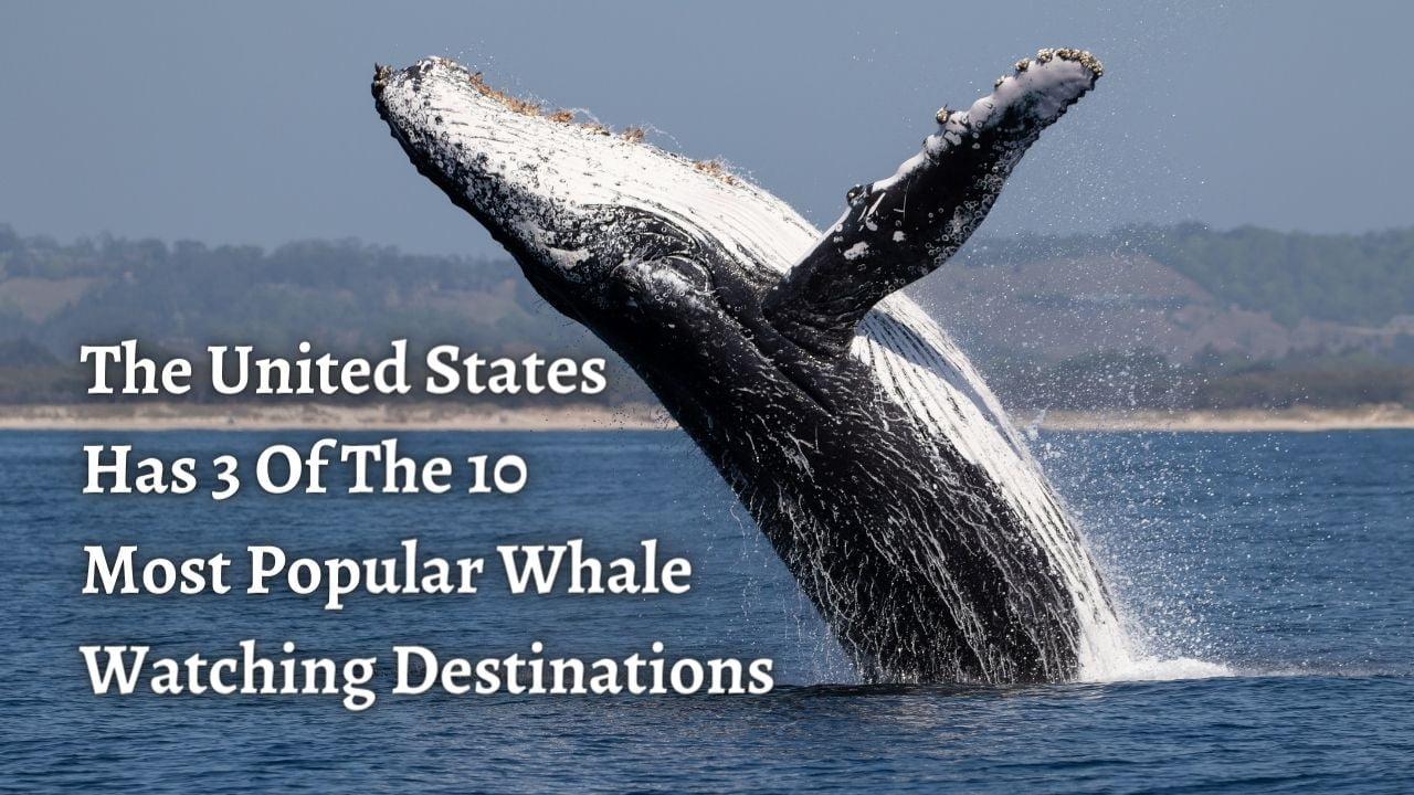 The United States Has 3 Of The 10 Most Popular Whale Watching Destinations