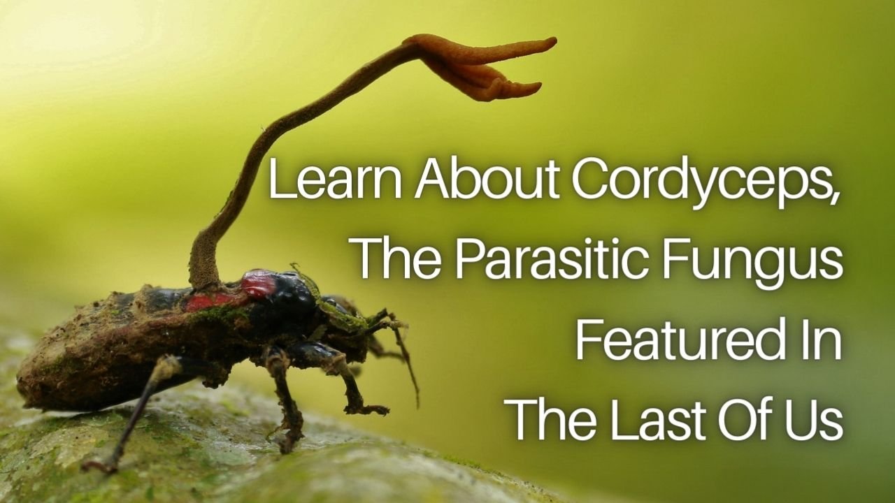 Learn About Cordyceps, The Parasitic Fungus Featured In The Last Of Us