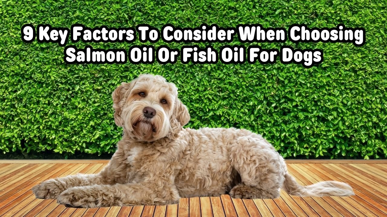 9 Key Factors To Consider When Choosing Salmon Oil Or Fish Oil For Dogs