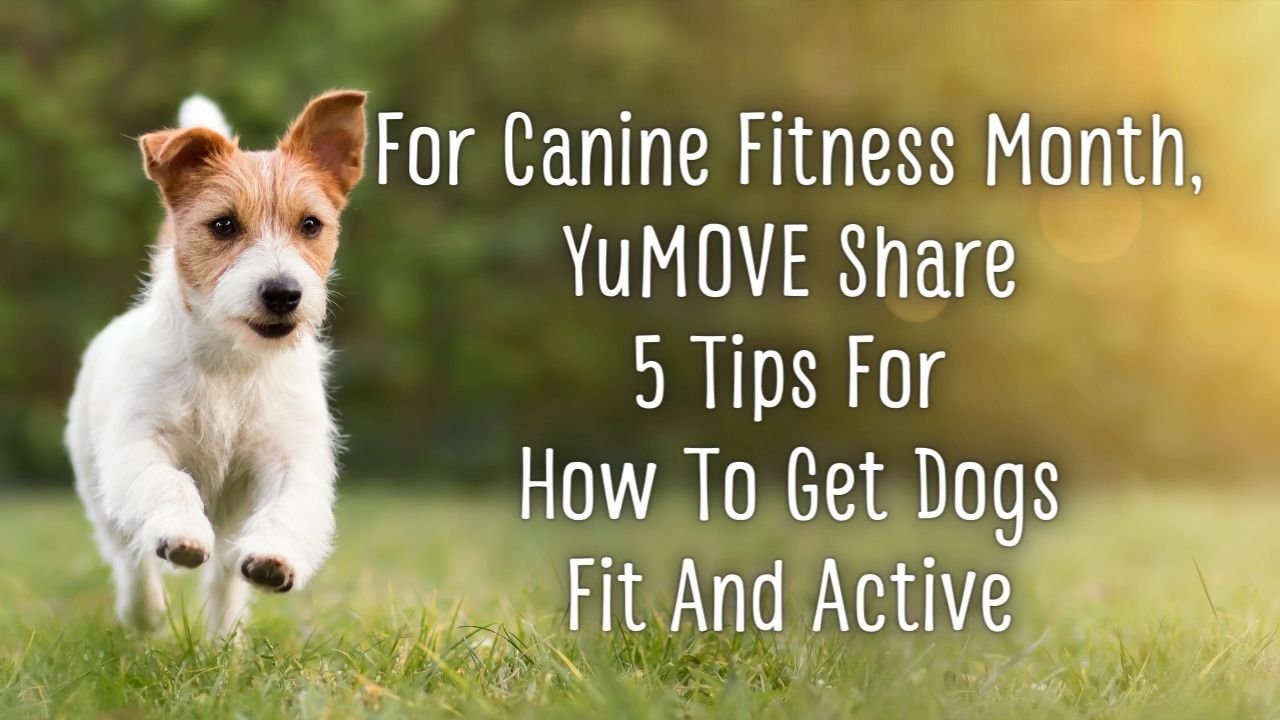 For Canine Fitness Month, YuMOVE Share 5 Tips For How To Get Dogs Fit And Active