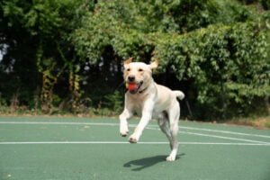 For Canine Fitness Month, YuMOVE Share 5 Tips For How To Get Dogs Fit And Active